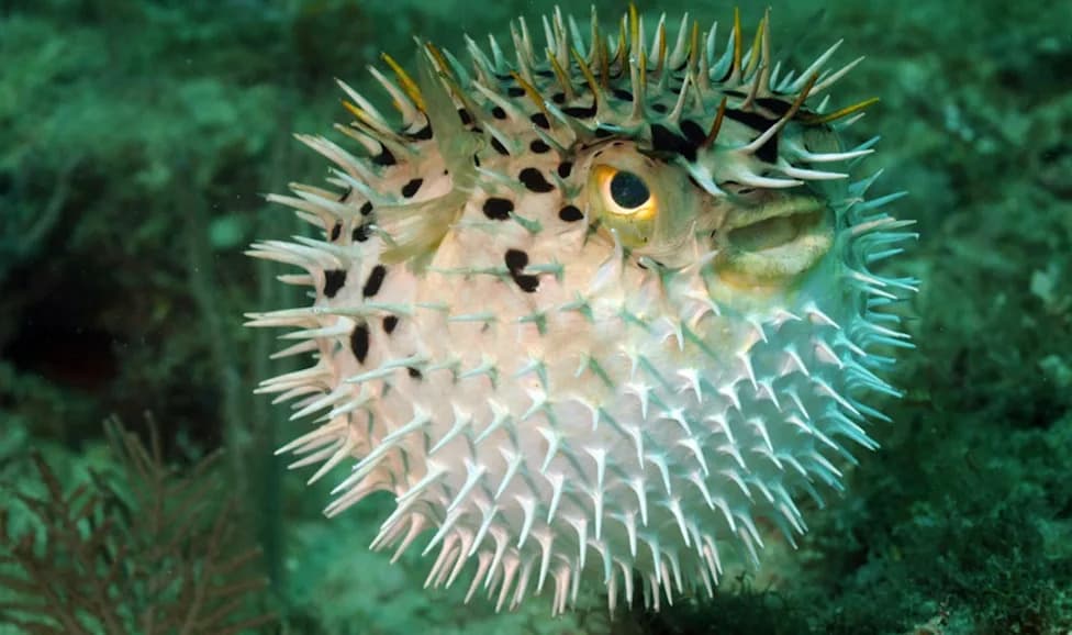 Nested Liposomes Extend Tetrodotoxin Nerve Block To Weeks In Rats — Delivery, Not Drug, Is The Breakthrough