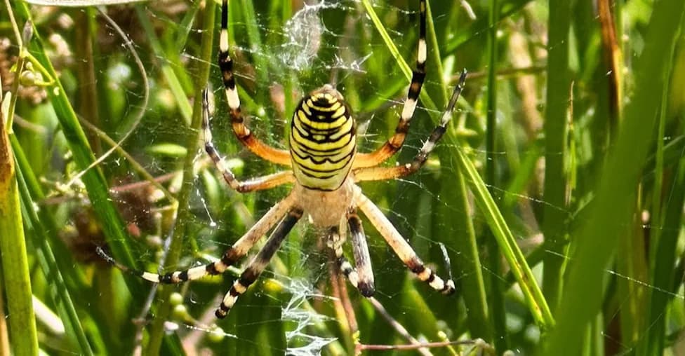 First Wasp Spider Recorded in Cheshire — 'Wendy' Highlights Climate-Driven Range Shifts