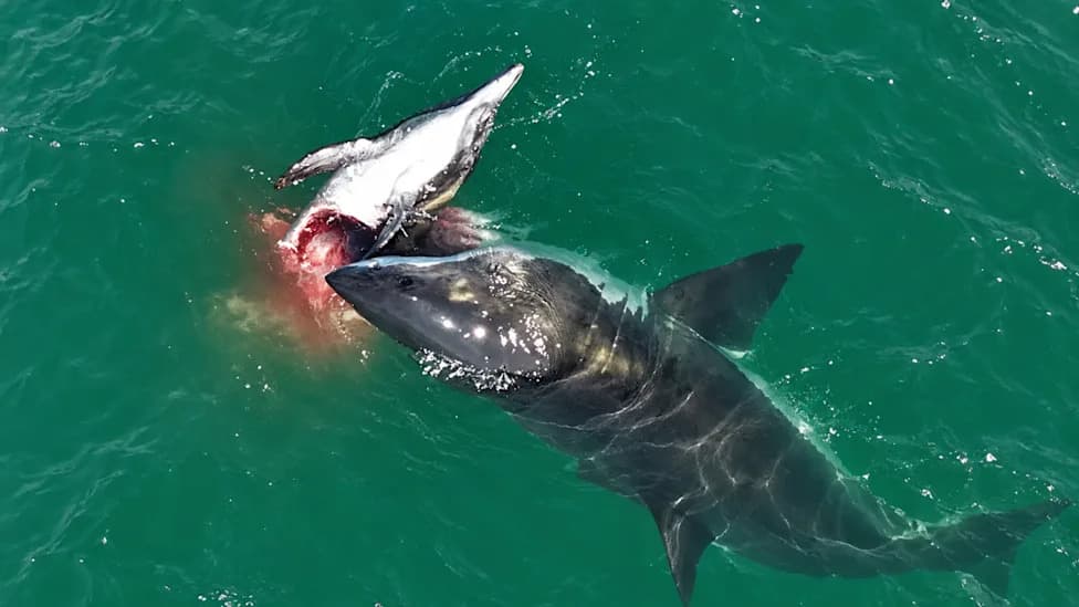 Drone Captures Great White Sharks Feeding on Dead Dolphin Off Southern California Coast