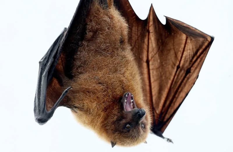 Major Study Traces Bat Origins to Europe About 65 Million Years Ago