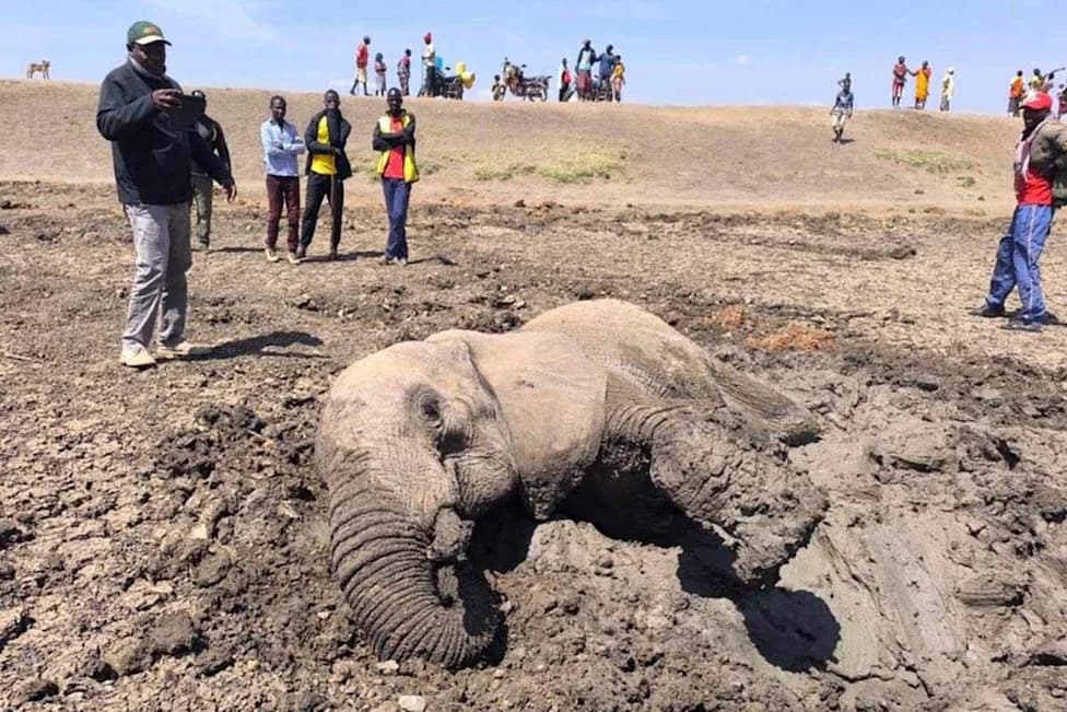 Young Elephant Pulled From Fast-Drying Mud Near Mount Kenya — Rescuers Act Without Sedation