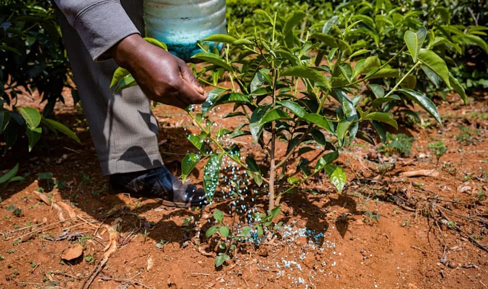 Climate Shocks Slash Kenyan Tea Harvests — Threatening Half of Britain’s Black Tea Supply