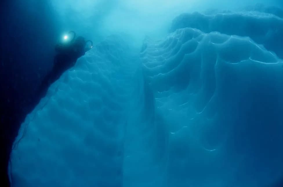 Thousands of Circular Fish Nests Discovered Beneath Antarctic Ice, Revealing Unexpected Social Behavior