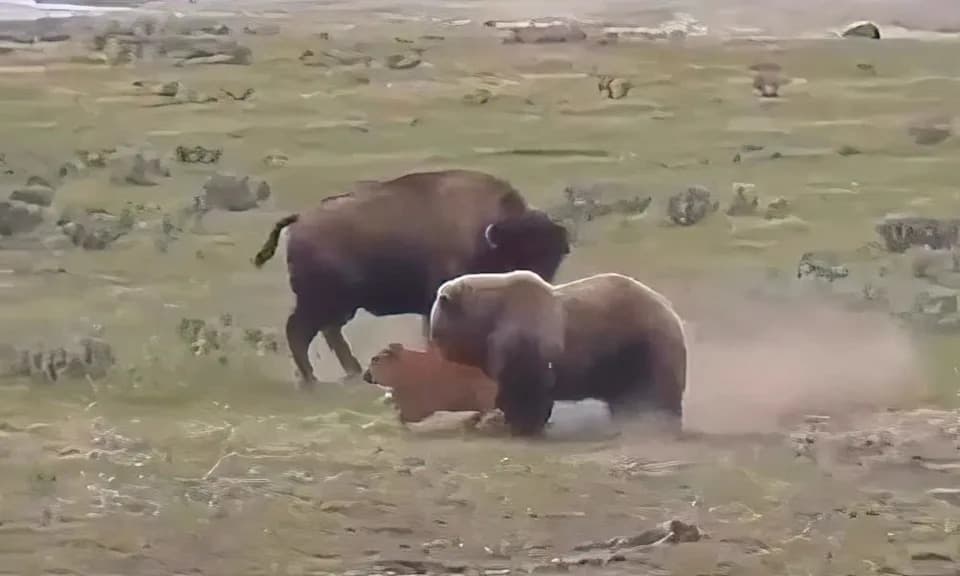 Viral Clip Shows Mother Bison Striking Grizzly — Guide Says Footage Likely AI-Generated