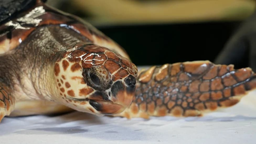 Betty the Cold‑Stunned Loggerhead Set For Release In The Azores After Seven Months