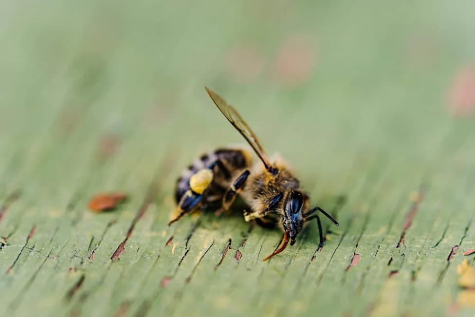 Zombie Flies Hollow Out Bees — Could Apocephalus borealis Be Driving Hive Collapse?