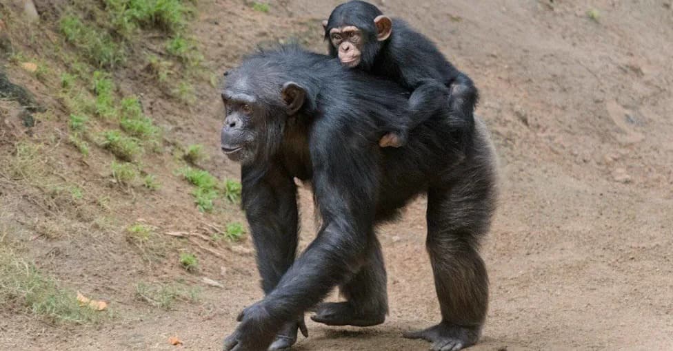 Why Chimp and Bonobo Mothers Sometimes Carry Dead Infants — Even Until They Mummify