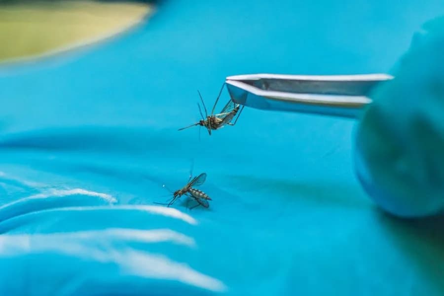 Hillsborough Declares Seven-Day Emergency As Dengue Cases Reach 170; Florida Total Hits 190