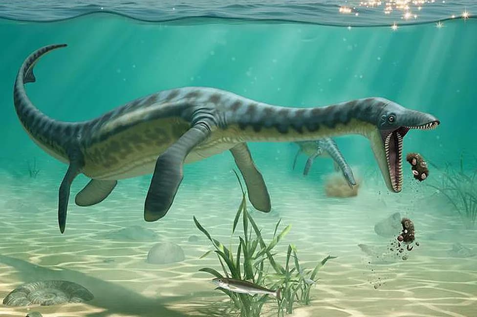 160-Million-Year-Old 'Vomit Pellets' Suggest Plesiosaurs Swam Ashore to Regurgitate Shells