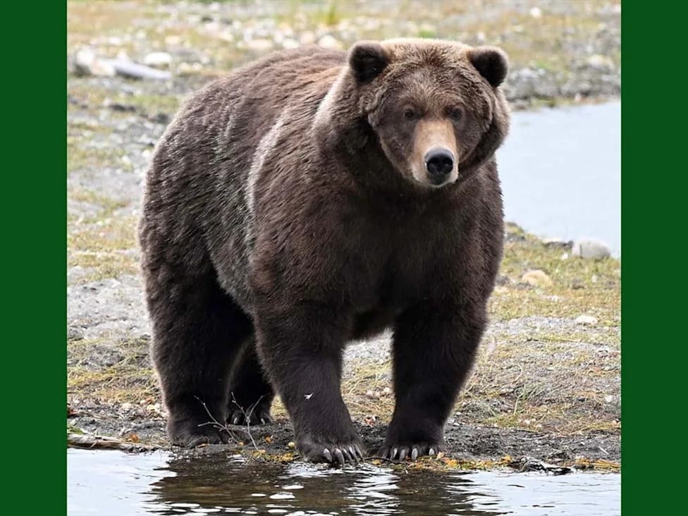 Fat Bear Week Returns to Alaska’s Katmai — Vote Daily Sept. 22–29 to Crown the Fattest Bear