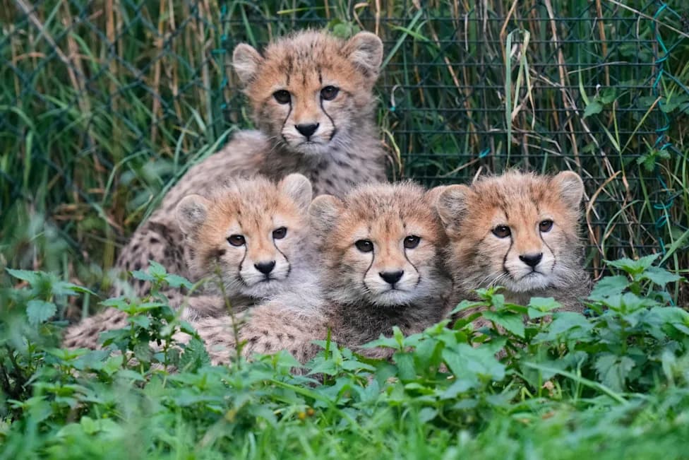 Quintuplet Cheetah Cubs Survive Storms and Mother's Illness at Prague Zoo