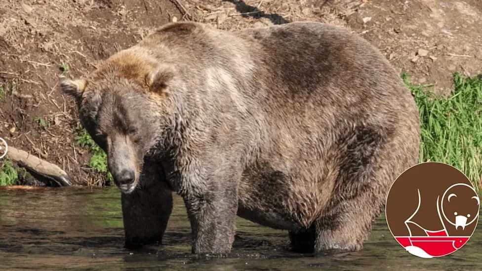 Help Katmai’s Brown Bears This Fat Bear Week — Donations Matched Through Oct 3