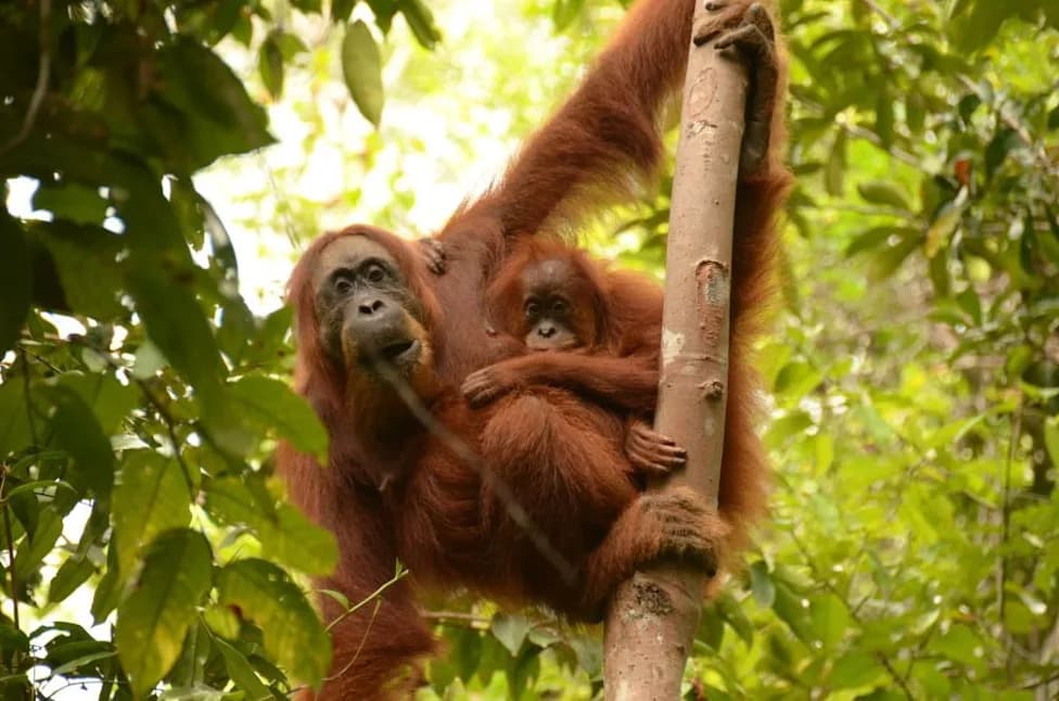 Learning From Their Mothers: How Young Orangutans Acquire Lifesaving Skills