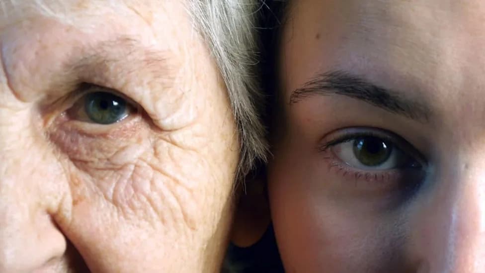 Lactate Transporter MCT4 Linked to Age-Related Decline in Egg Quality, Study Finds