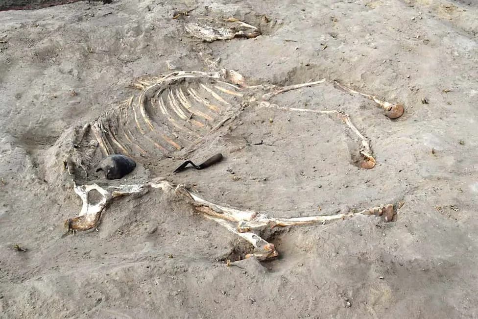 3,000-Year-Old Horse Skeleton and Rich Relics Unearthed at New Kingdom Fortress in Egypt