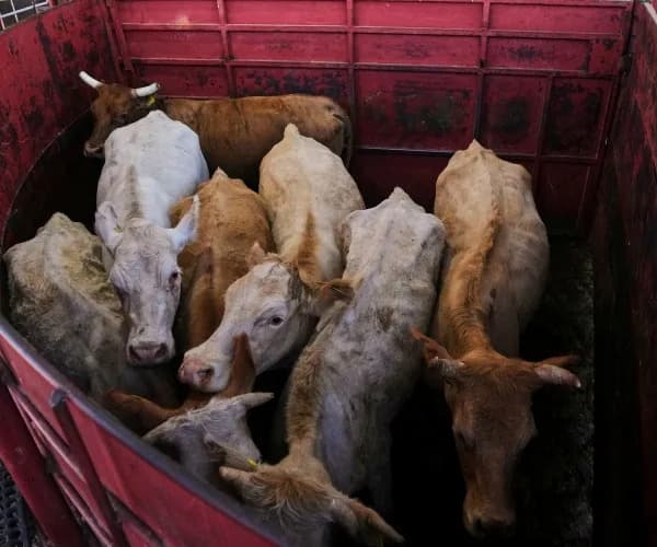 ICE Raids in Southwest Kansas Disrupt Beef Shipments, Threaten Higher Retail Prices