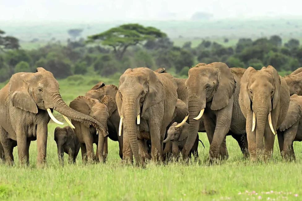 Kenyan Elephants May Seek Medicinal Plants — Mothers Could Be Preparing Remedies for Calves, Study Finds