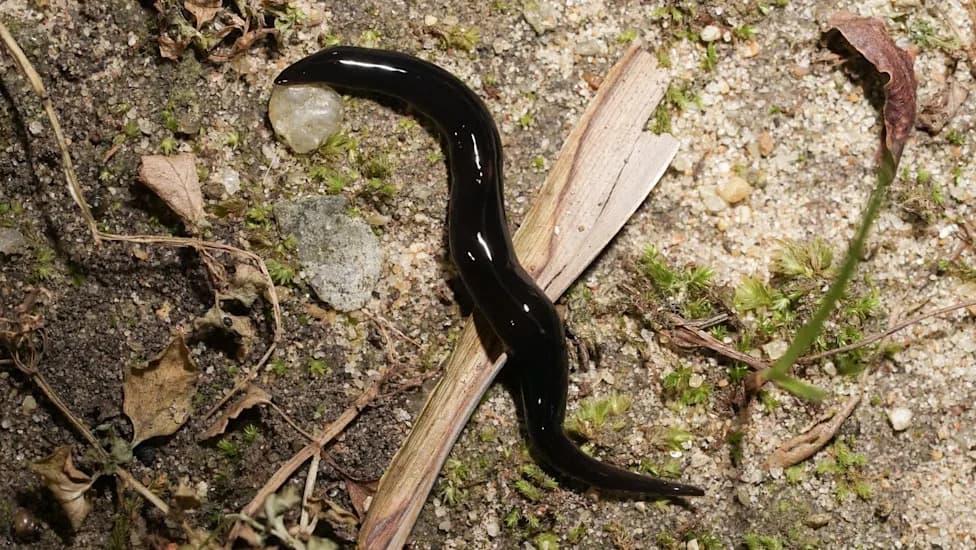 How Samoa’s ‘Solution’ to the Giant African Snail Sparked a Native-Species Crisis