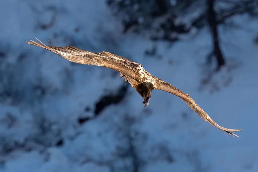 Fewer Than 400 Left: One Woman Hand‑Raises Bearded Vultures to Save the Species
