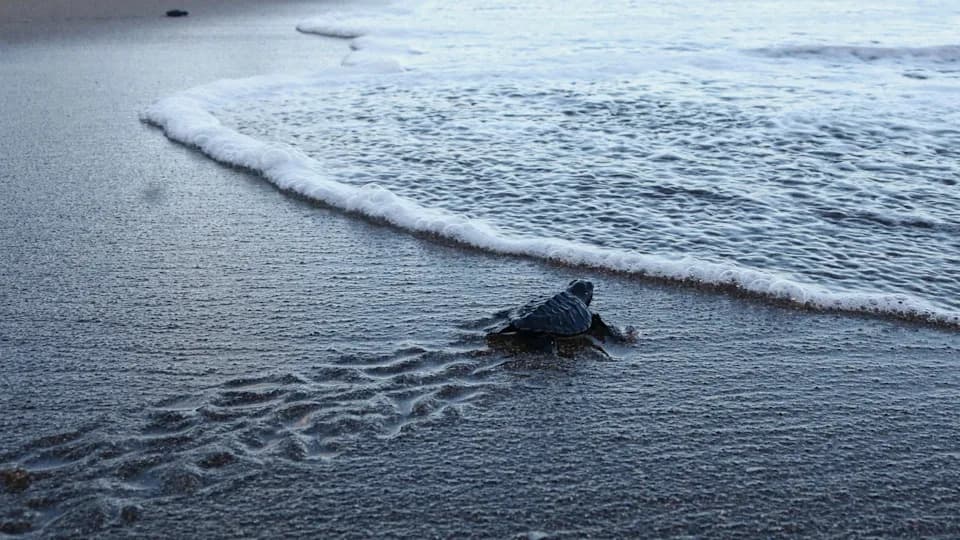 Photos Confirm First-Ever Olive Ridley Turtle Nests On US West Coast — At Least Two Mothers in Southern California