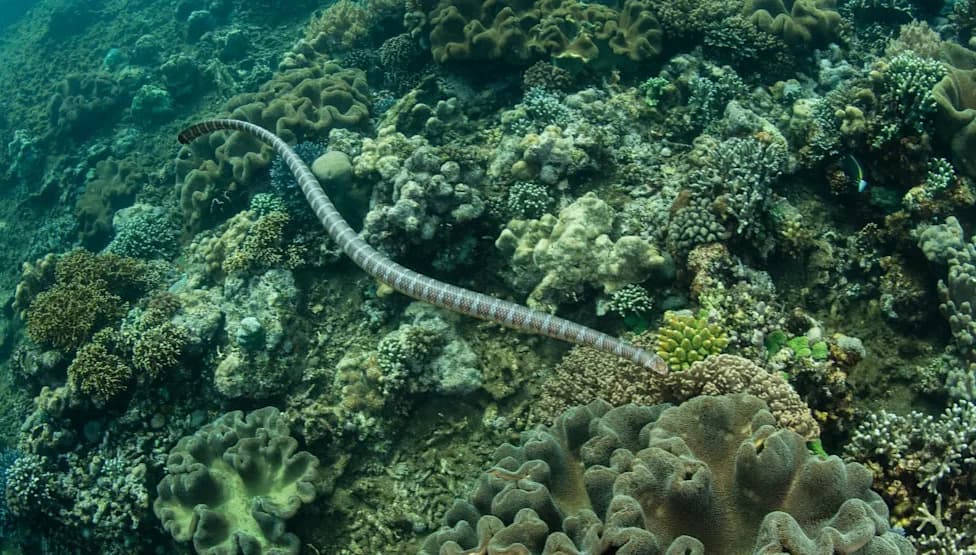 From ‘Snake Island’ to ‘Rat Island’: How Invasive Rats Are Threatening Manuk’s Seabirds and Reefs