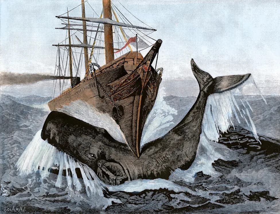 Sperm Whale Superpower: How the Spermaceti-Filled Head Can Ram and Sink Ships