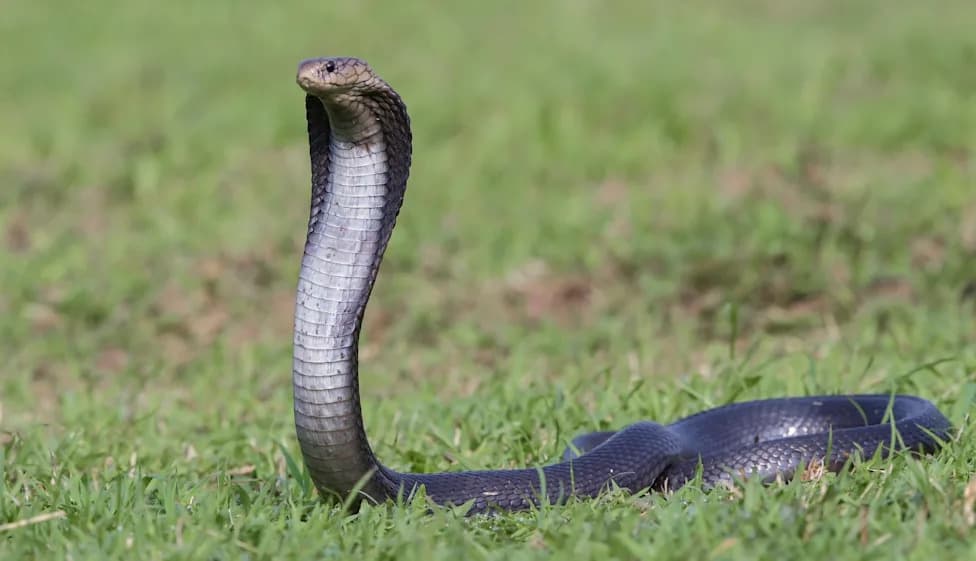 Two King Cobras Guard One Nest of 72 Eggs in Yunnan — Possible Record Clutch