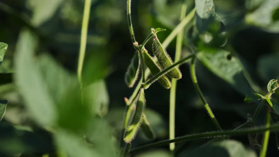 Deep‑Rooted Soybeans Could Lock Carbon Underground and Improve Drought Resilience, Researchers Say