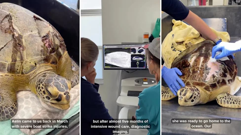 Aelin the Sea Turtle Survives Severe Boat Strike — Released After Five Months of Intensive Care