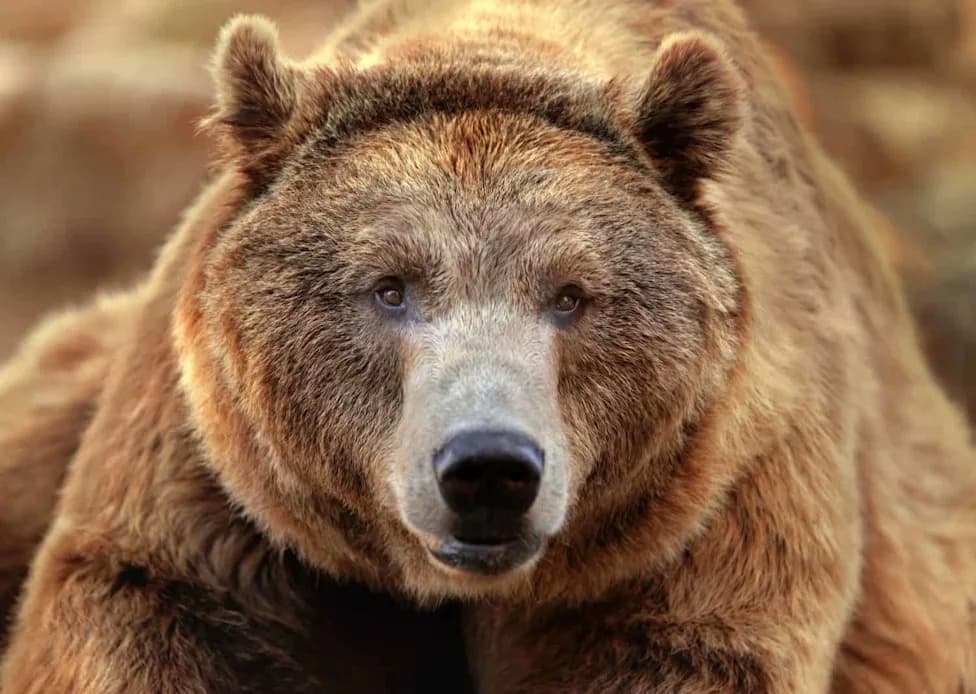 From a Single Strand: Scientists Can Tell a Bear's Sex — And Sometimes If She's a Mom