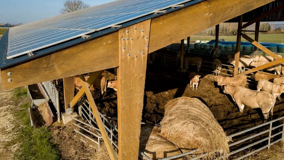 TikToker Pushes Back on Anti‑Solar Meme, Cites Cattle Water Use and Agrivoltaic Solutions