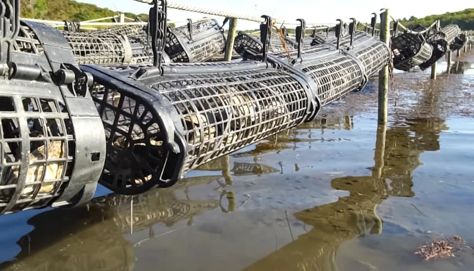 Mass. Oyster Farms Struggle as Sewage-Linked Shutdowns Threaten South Coast Industry