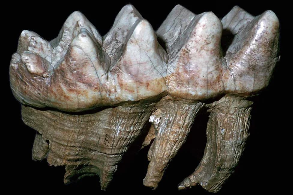 Kamloops Camper Uncovers Rare Mastodon Tooth at Adams Lake — A Major Pleistocene Find