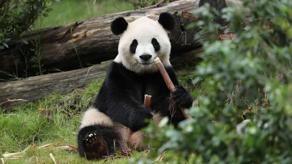 China’s New Panda Envoys Ping Ping and Fu Shuang Fly to Atlanta as 'Panda Diplomacy' Continues