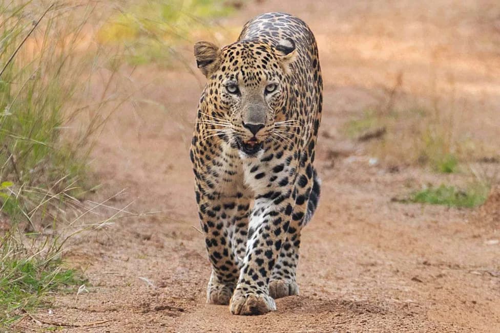 Six-Year-Old Girl Killed By Leopard While Playing Outside Home In Gujarat