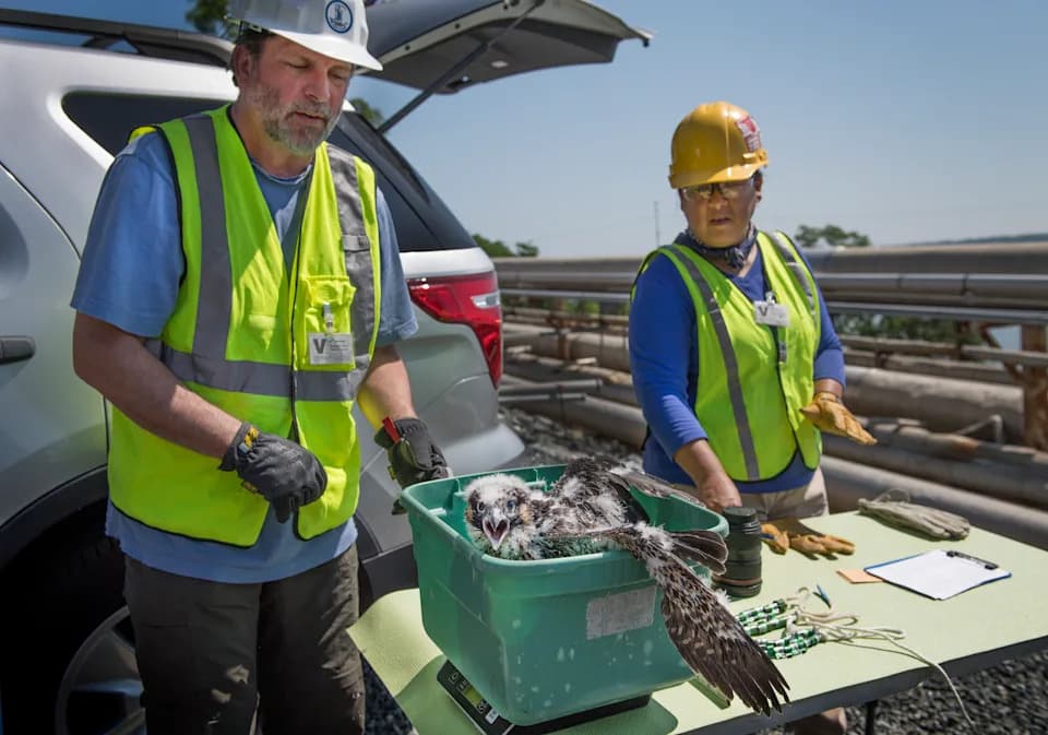 Ospreys Vanish Along the East Coast — Menhaden Shortages and a Brewing Fishing Fight Threaten the Recovery