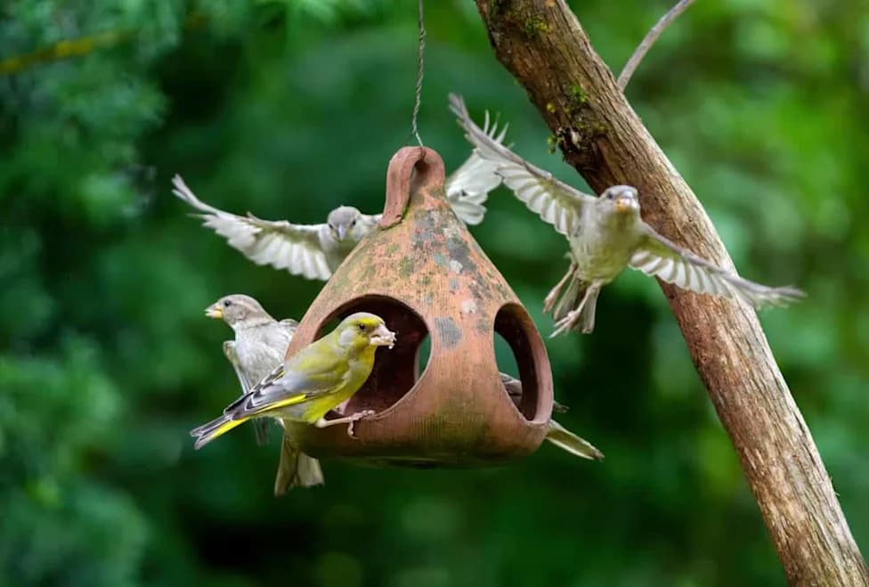 Experts Warn Backyard Bird Feeding May Fuel Spread of Deadly H5N1 Virus