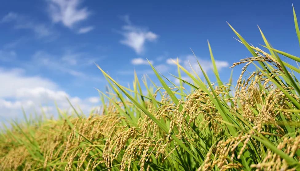 Heat-Resistant Rice Offers a Lifeline to Japanese Farmers as 'Cruelly Hot' Days Rise