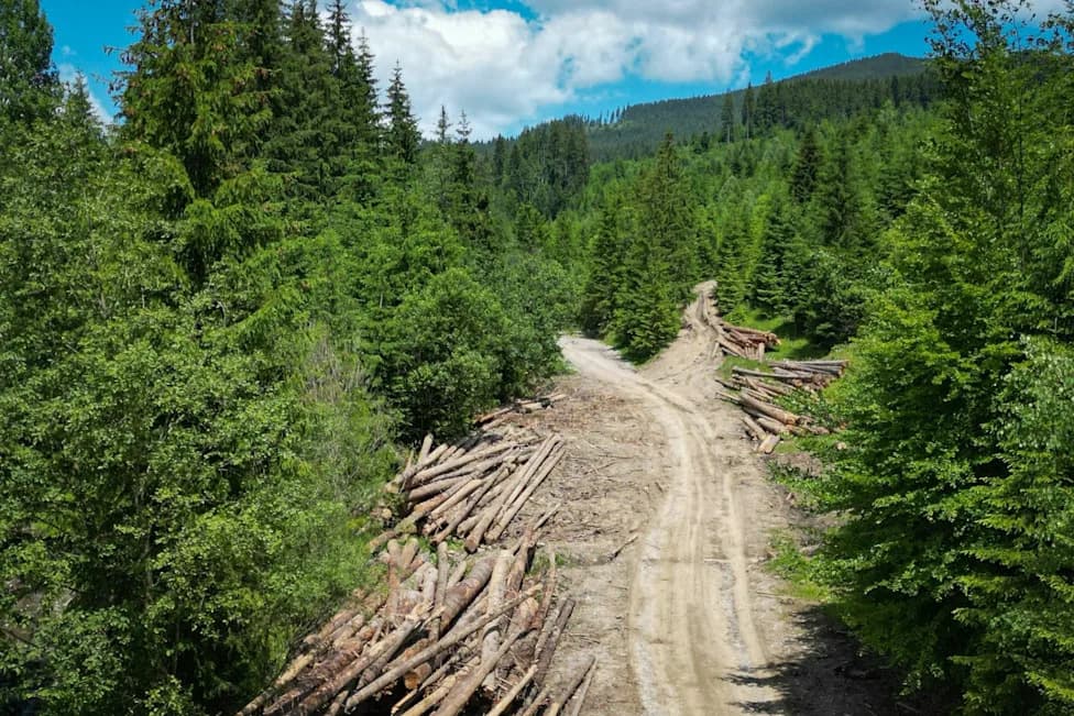 Did Timber Companies Help Write Rules Letting Them Count Tree Harvesting As Carbon Gains?