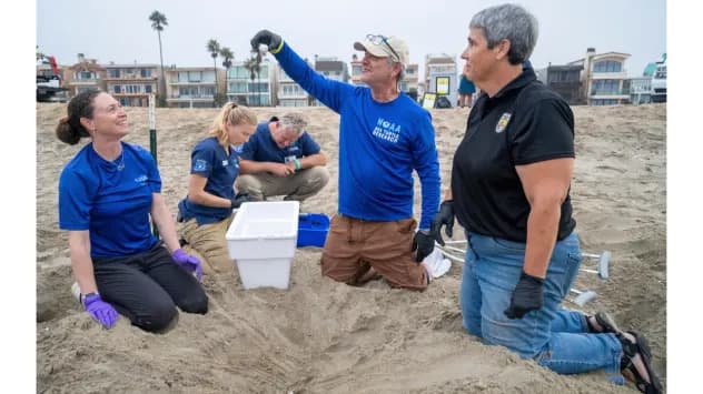 Historic Rescue: About 200 Olive Ridley Eggs Moved to Aquarium of the Pacific Ahead of Hurricane Polo
