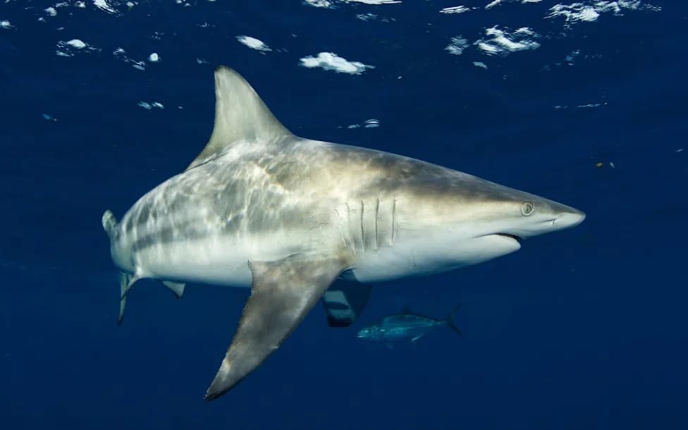 Sharks' Super Hearing: Blacktips Detect Low-Frequency Sounds Nearly 250 Feet Away