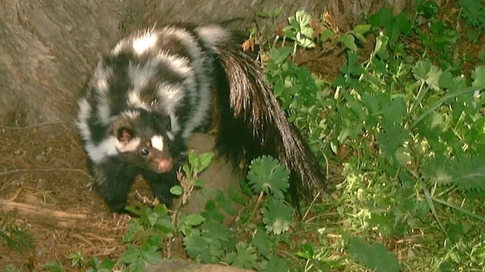 ‘Handstand’ Skunk Under Federal Review After Sightings Decline Across the Great Plains