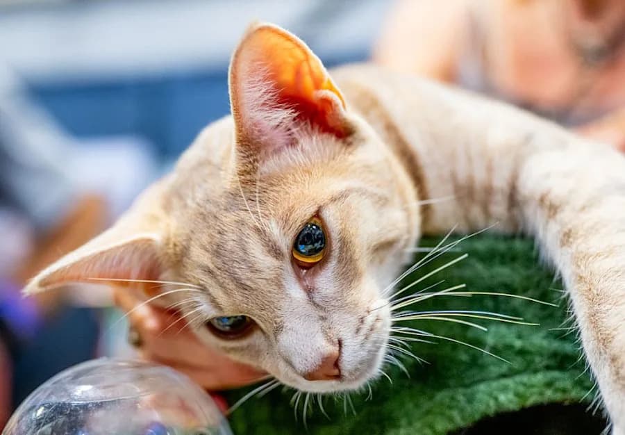 Cat Cancer Study Reveals Genetic Overlap With Human Tumors — Could Inform Human Treatments