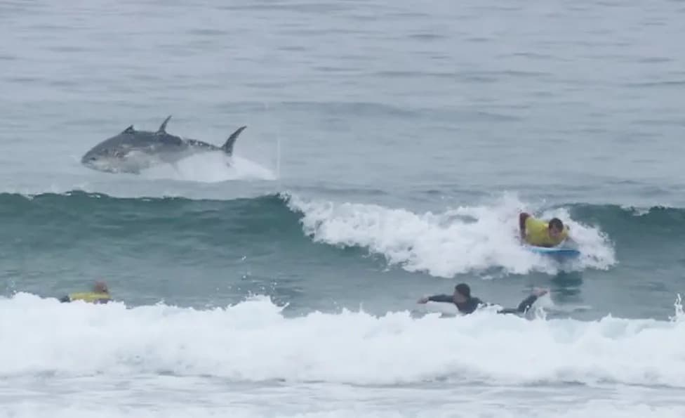 Fin-credible Footage: Huge Bluefin Tuna Rockets Out Of Sea In Front Of Surfers