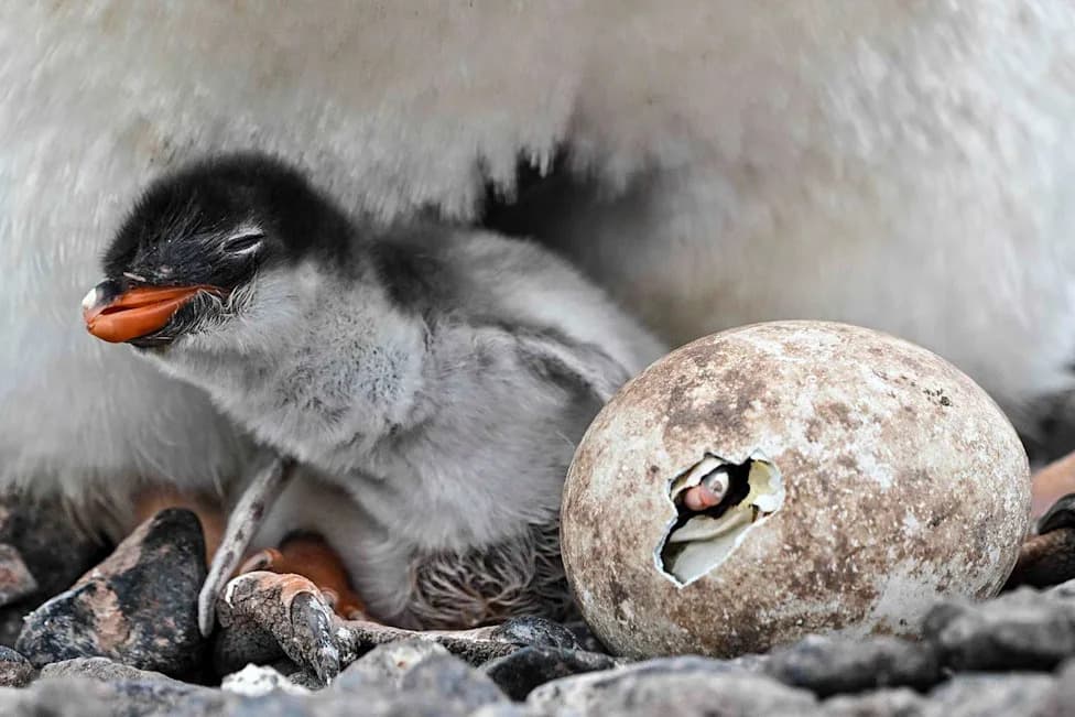 Scientists Identify New Gentoo Penguin Species — First Penguin Discovery in Over a Century