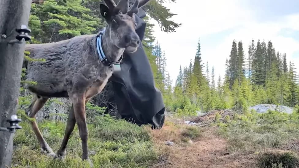 Five 'Trailblazing' Caribou Released Into Jasper National Park's Tonquin Valley