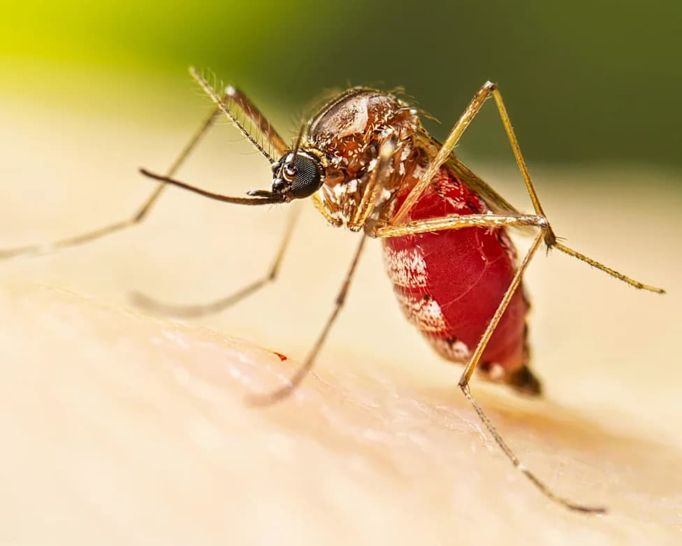 Florida Counties Declare Local Emergencies After Spike in Dengue Cases