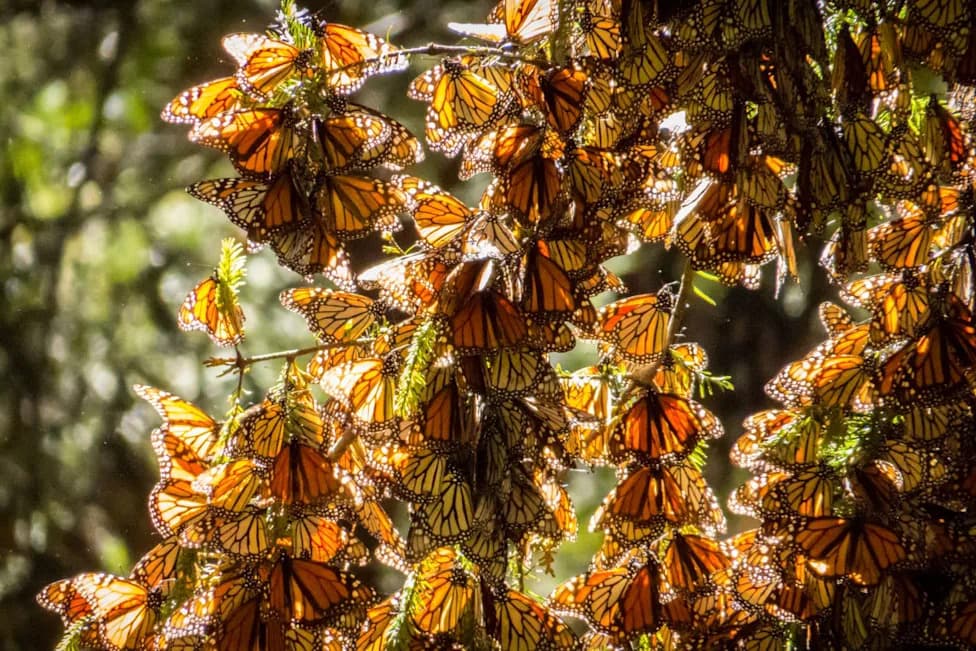 Monarch Butterflies Surge 64%: Winter Colonies Expand to 7.24 Acres — Conservation Gains, But Challenges Remain