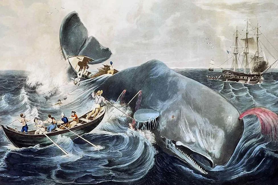 Drone Footage Proves 'Moby-Dick' Account: Sperm Whales Ram With Devastating Force