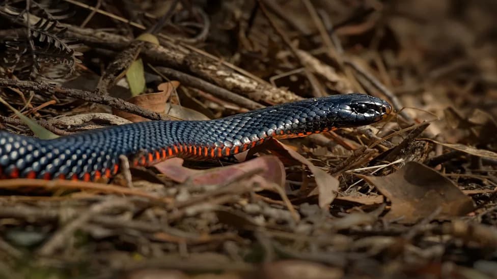 Queensland Snake Call Reveals 'Horrifically Contagious' Snake Fungal Disease Threatening Multiple Species